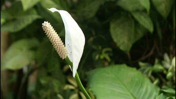 imágenes de blanco flores soplo en el viento en el casa área. video