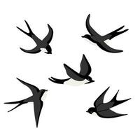 Flying swallows vector cartoon illustration. Bird in flight isolated on a white.