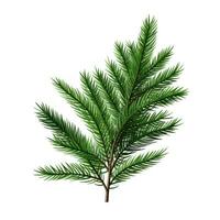 Spruce branch green fir isolated photo