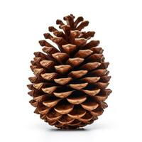 pine cone isolated photo