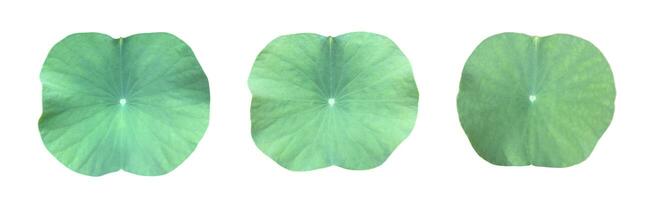 Young waterlily or lotus leaf isolated on white background with clipping paths. photo