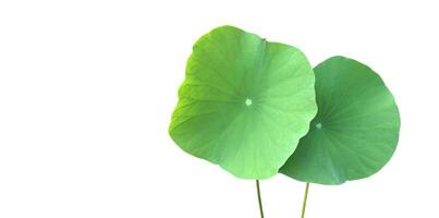 Young waterlily or lotus leaf isolated on white background with clipping paths. photo