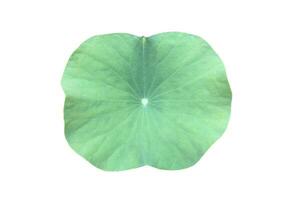 Young waterlily or lotus leaf isolated on white background with clipping paths. photo