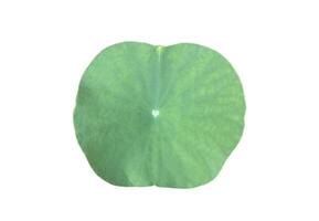 Young waterlily or lotus leaf isolated on white background with clipping paths. photo