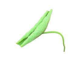 Young waterlily or lotus leaf isolated on white background with clipping paths. photo