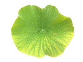 old and rotten waterlily or lotus leaf isolated on white background with clipping paths. photo