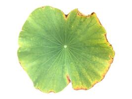 old and rotten waterlily or lotus leaf isolated on white background with clipping paths. photo