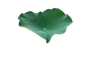 Young waterlily or lotus leaf isolated on white background with clipping paths. photo