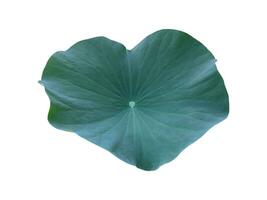 Young waterlily or lotus leaf isolated on white background with clipping paths. photo