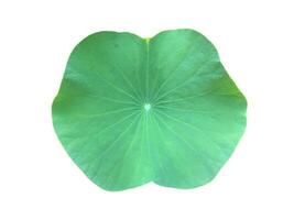 Young waterlily or lotus leaf isolated on white background with clipping paths. photo