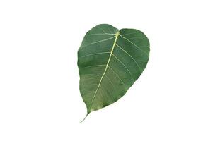 Isolated sacred fig leaf on white background with clipping paths. photo