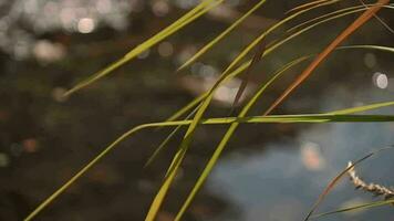 Selective soft focus of grass in front of river beautiful breeze, golden water surface and light, nature concept. video