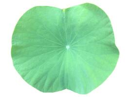 Young waterlily or lotus leaf isolated on white background with clipping paths. photo