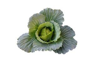 Isolated green and young cabbage on white background, clipping paths. photo