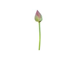 Pink waterlily or lotus plant isolated on white background with clipping paths. photo