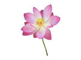 Pink waterlily or lotus plant isolated on white background with clipping paths. photo