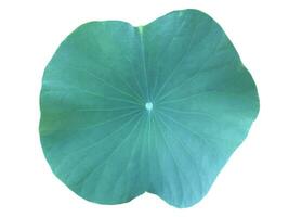 Young waterlily or lotus leaf isolated on white background with clipping paths. photo