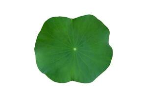 Young waterlily or lotus leaf isolated on white background with clipping paths. photo