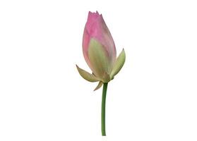 Pink waterlily or lotus plant isolated on white background with clipping paths. photo