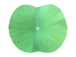 Young waterlily or lotus leaf isolated on white background with clipping paths. photo