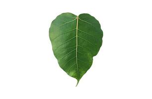 Isolated sacred fig leaf on white background with clipping paths. photo