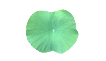 Young waterlily or lotus leaf isolated on white background with clipping paths. png