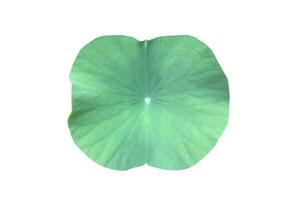 Young waterlily or lotus leaf isolated on white background with clipping paths. photo