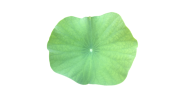 Young waterlily or lotus leaf isolated on white background with clipping paths. png