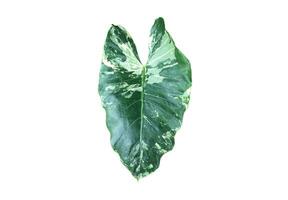 Elephant ear plant isolated on white background with clipping paths. photo