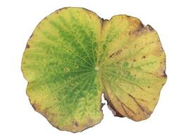 old and rotten waterlily or lotus leaf isolated on white background with clipping paths. photo