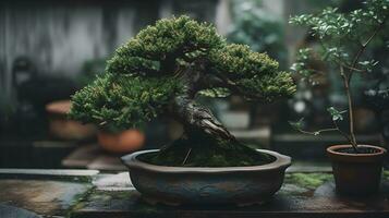 Beautiful bonsai plant display in a ceramic pot indoor. AI Generated photo