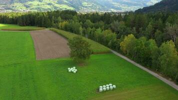 aérien vue de une champ avec vaches et des arbres video