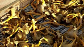 a man is cutting up mushrooms in a wooden box video