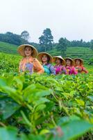 a group of tea garden farmers are marching amidst the green tea leaves photo