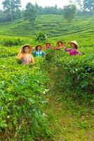 a group of tea garden farmers harvesting tea leaves with their friends photo