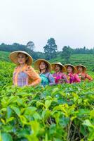 a group of tea garden farmers are marching amidst the green tea leaves photo