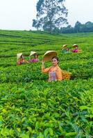 a group of tea pickers standing in the middle of a tea garden at work photo