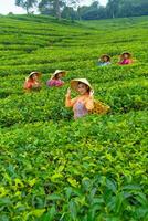 a group of tea pickers standing in the middle of a tea garden at work photo