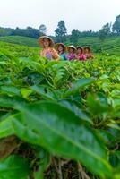 a group of tea garden farmers are marching amidst the green tea leaves photo