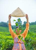 un asiático granjero lanza té hojas desde su bambú cesta sobre el suelo foto
