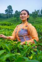 an Asian woman in an orange dress and blue skirt standing among the green tea leaves photo