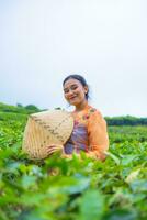 a Javanese woman is looking after her tea garden when she wears an orange dress photo