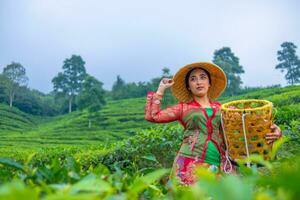 a tea leaf farmer is enjoying the view of the tea garden while holding a basket photo