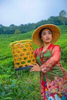 a tea leaf farmer posing with a bamboo basket in his hands early photo