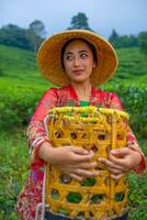 a tea leaf farmer is enjoying the view of the tea garden while holding a basket photo