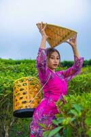 a tea garden farmer posing among the tea leaves while holding a hat and bamboo basket photo