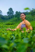 an Asian woman in an orange dress and blue skirt standing among the green tea leaves photo