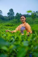 an Asian woman in an orange dress and blue skirt standing among the green tea leaves photo