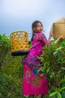 un vietnamita niña es en pie en el medio de un té jardín mientras que lleva un bambú cesta y participación un bambú sombrero foto