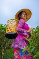 un asiático granjero en un rosado vestir participación un bambú cesta mientras trabajando en un té plantación foto